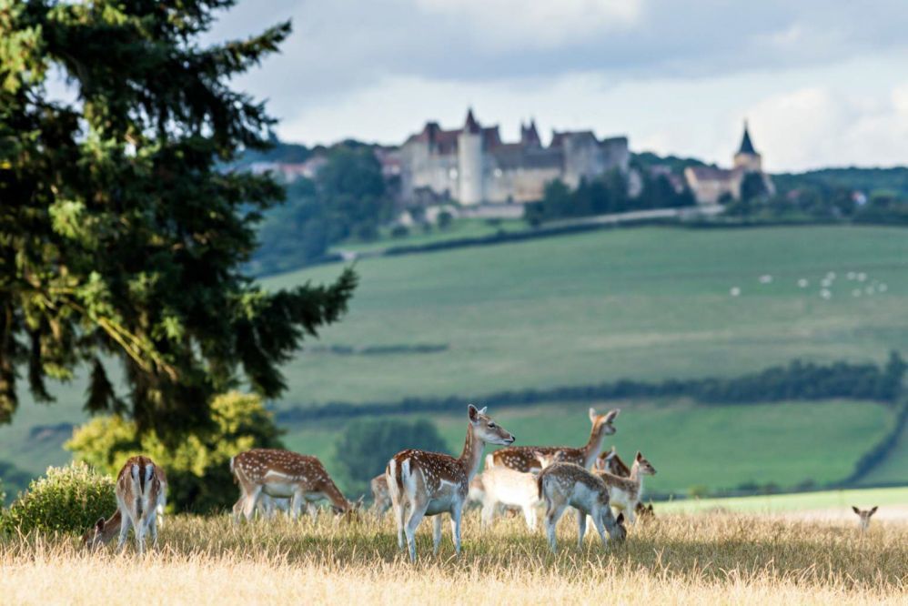 Château Sainte Sabine - Park